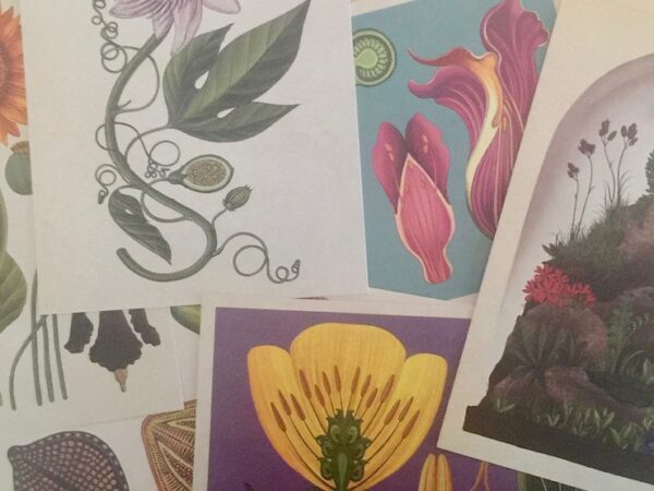 Drie bijzondere natuurboeken voor in de museumwinkel